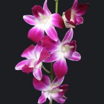 BOM Dendrobium Orchid
