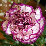 Bi-Color Carnation