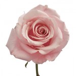 Blush Rose