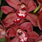 Cymbidium-Orchid