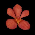 Deep Orange Mokara Orchid