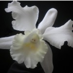 Japhette Orchid