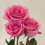 Medium Pink Rose