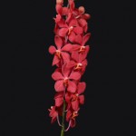 Mokara-Orchid