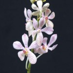 Mokara orchid