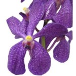 Mokara orchids