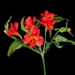 Peruvian-lily