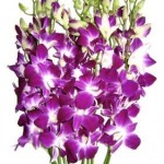 Purple Bom Dendrobium orchids