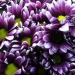 Purple Daisys