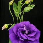 Purple lisianthus