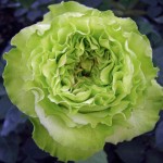Supergreen Rose