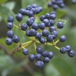 Viburnum Berries