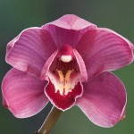 dark-pink-cymbidium-orchid
