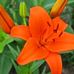 orange_lily