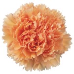 peach-carnation