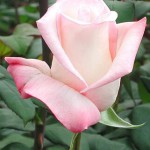 pink-anna-rose