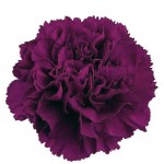 purple-carnation